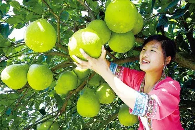 最好吃的柚子：广西柚有皇帝代言、四川柚沾孙悟空光、广东柚最甜