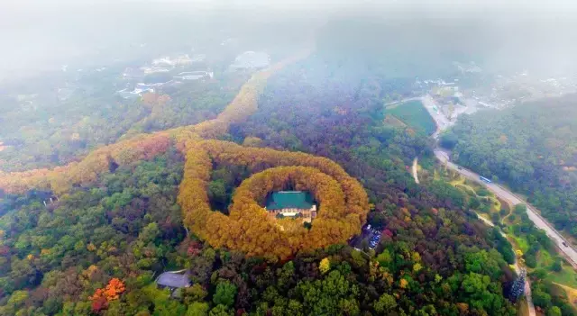 醉美南京｜诗出梧桐秋入叶，梧桐秋梦醉金陵！