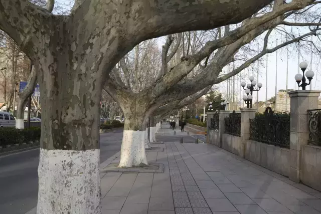 醉美南京｜诗出梧桐秋入叶，梧桐秋梦醉金陵！