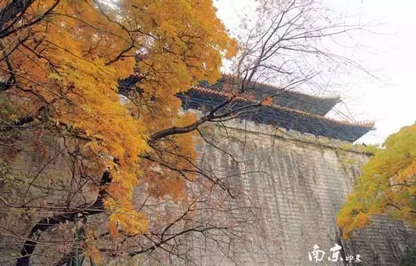 醉美南京｜诗出梧桐秋入叶，梧桐秋梦醉金陵！