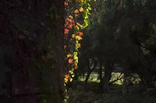 醉美南京｜诗出梧桐秋入叶，梧桐秋梦醉金陵！