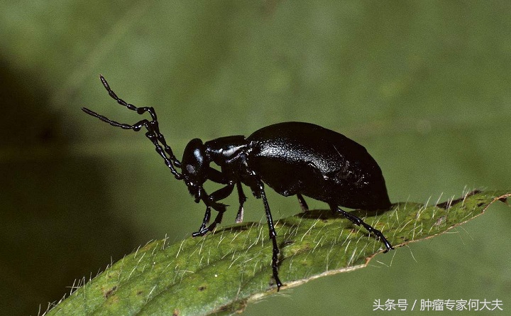 斑蝥是一味重要的中药,俗名放屁虫,对原发性肝癌,胃癌疗效不错
