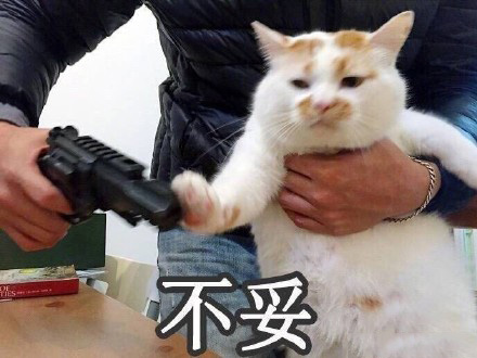 猫的表情包