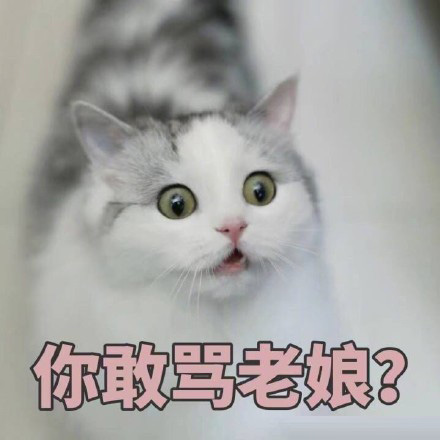 猫的表情包