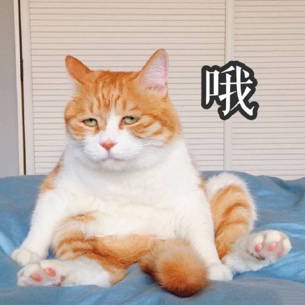 猫的表情包