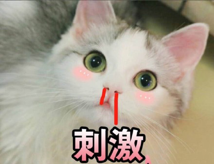 猫的表情包