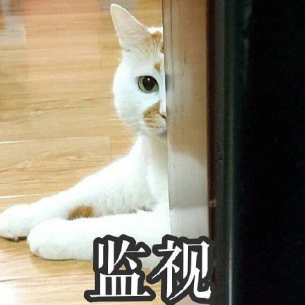 猫的表情包