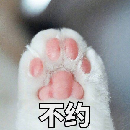 猫的表情包