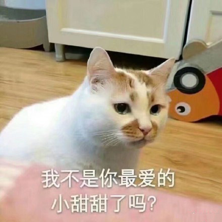 猫的表情包