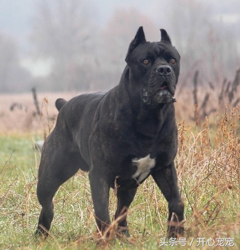 几种超级强悍的巨型猛犬,哪一种才是最受欢迎的巨型狗狗?