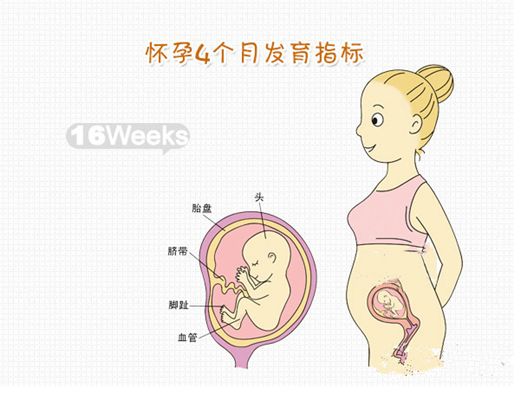怀孕16周胎儿发育图图片