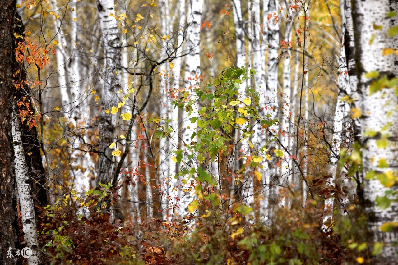 古文鉴赏：《鲁人徙越》