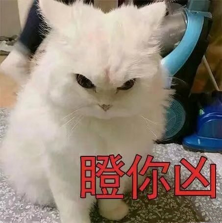 超级凶的猫咪表情包