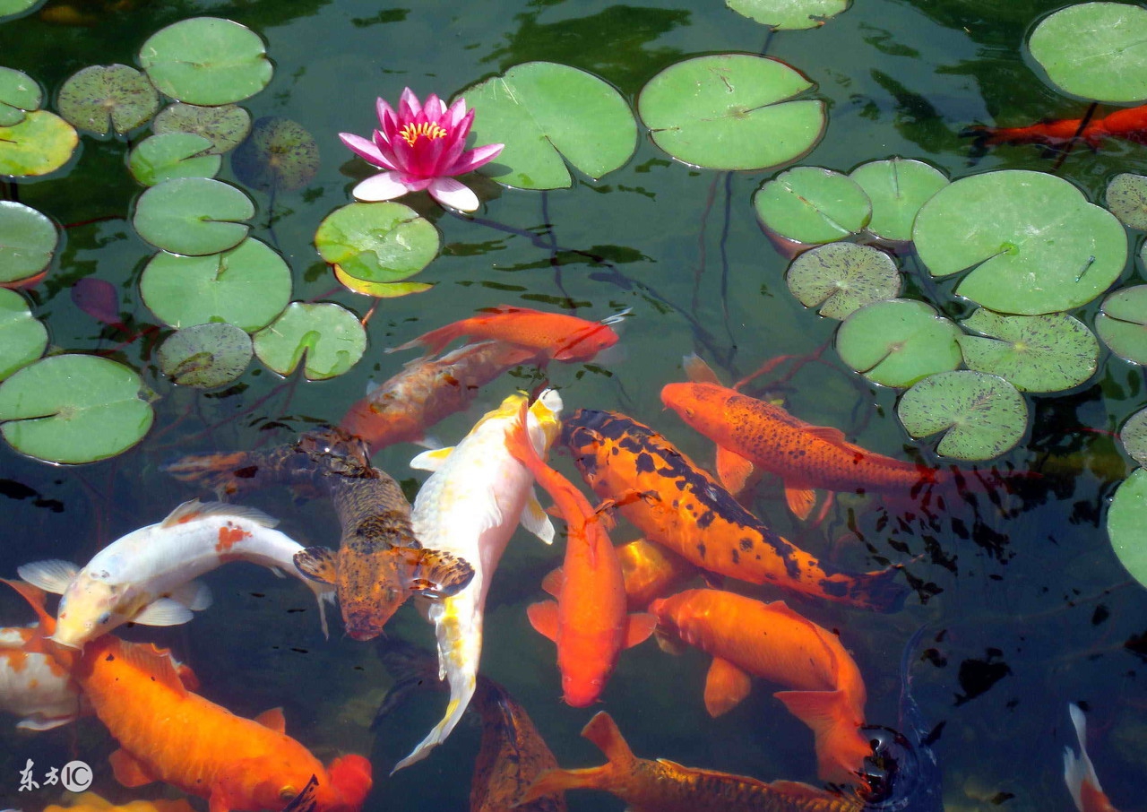 属猴人最适合养什么风水鱼