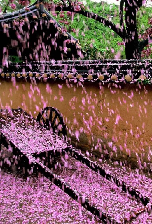 摇落芳心一树伤,残花万点入斜阳.悠悠暮色回眸处,拂尽东风半缕香.