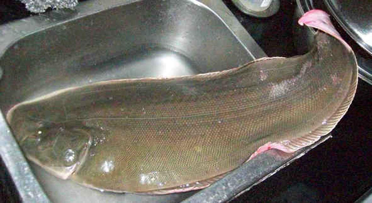 海下人不愿吃它，沿海地區人們習慣叫它“舌頭魚”