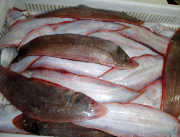 海下人不愿吃它，沿海地區人們習慣叫它“舌頭魚”