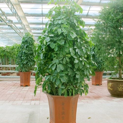 家里的摇钱树叶子发黄?教你几招,叶子又绿又多,钱财统统进腰包