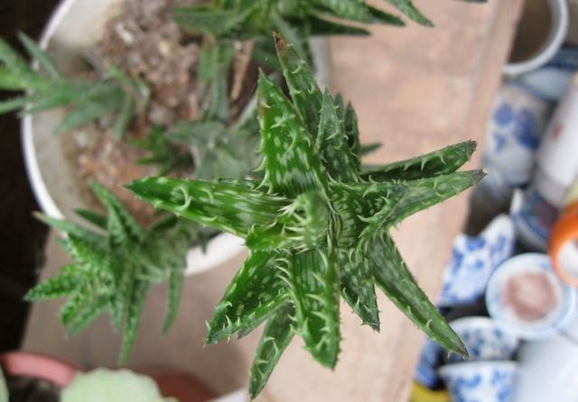 芦荟堪称纯天然护肤品(芦荟堪称纯天然护肤品有哪些)