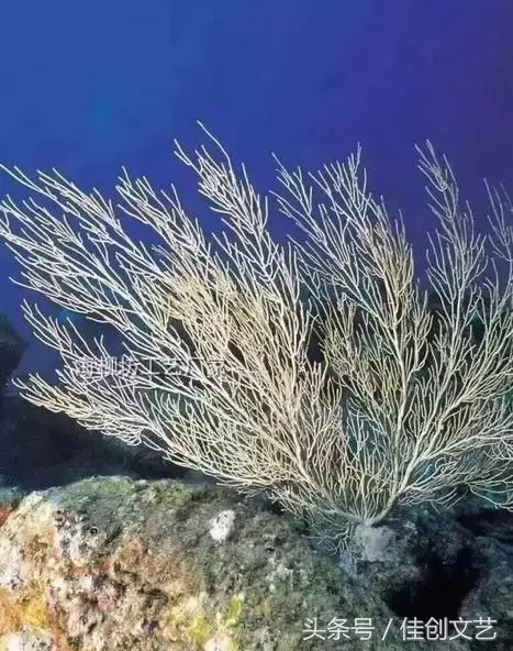 黒珊瑚的特性优点与盘玩保养