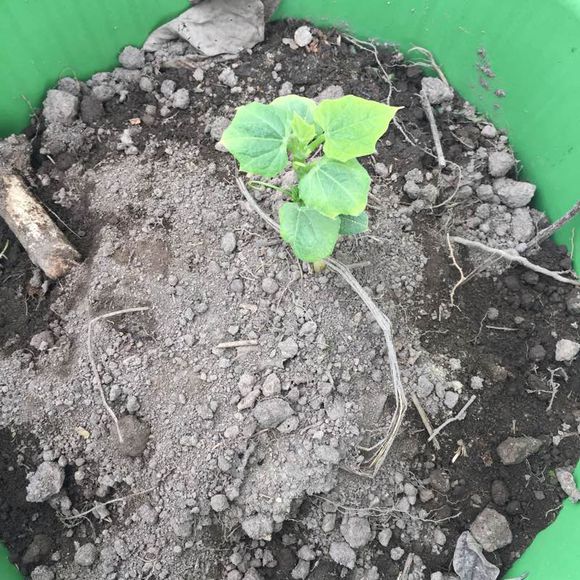 院里种棵佛手瓜,瓜多的吃不了,阳台庭院盆栽佛手瓜的种植方法