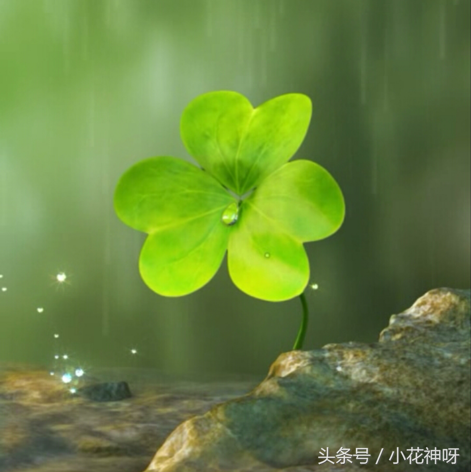 你遇见,一株幸运草