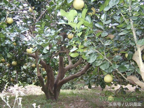 你吃过 有独特口味的胡柚吗？胡柚中有什么秘密，你知道吗？