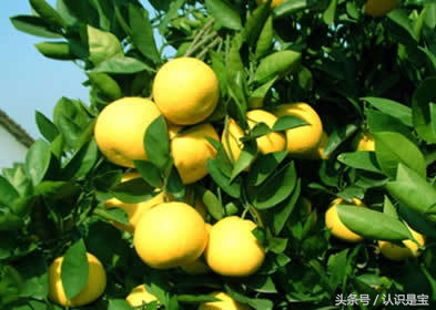 你吃过 有独特口味的胡柚吗？胡柚中有什么秘密，你知道吗？