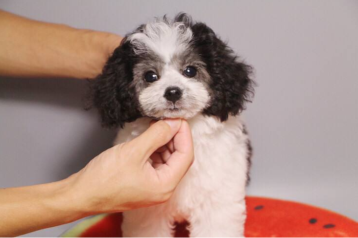 灰泰迪相爱:宝宝有红色(黑尾巴),灰色(红尾巴),黑色(红尾巴),红灰杂色