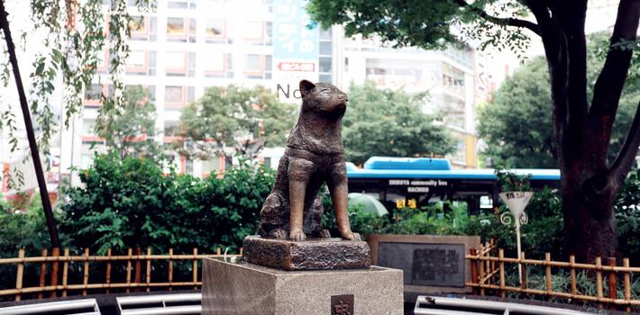 日本东京忠犬八公像为何如此受到游客青睐？曾经被感动的电影！