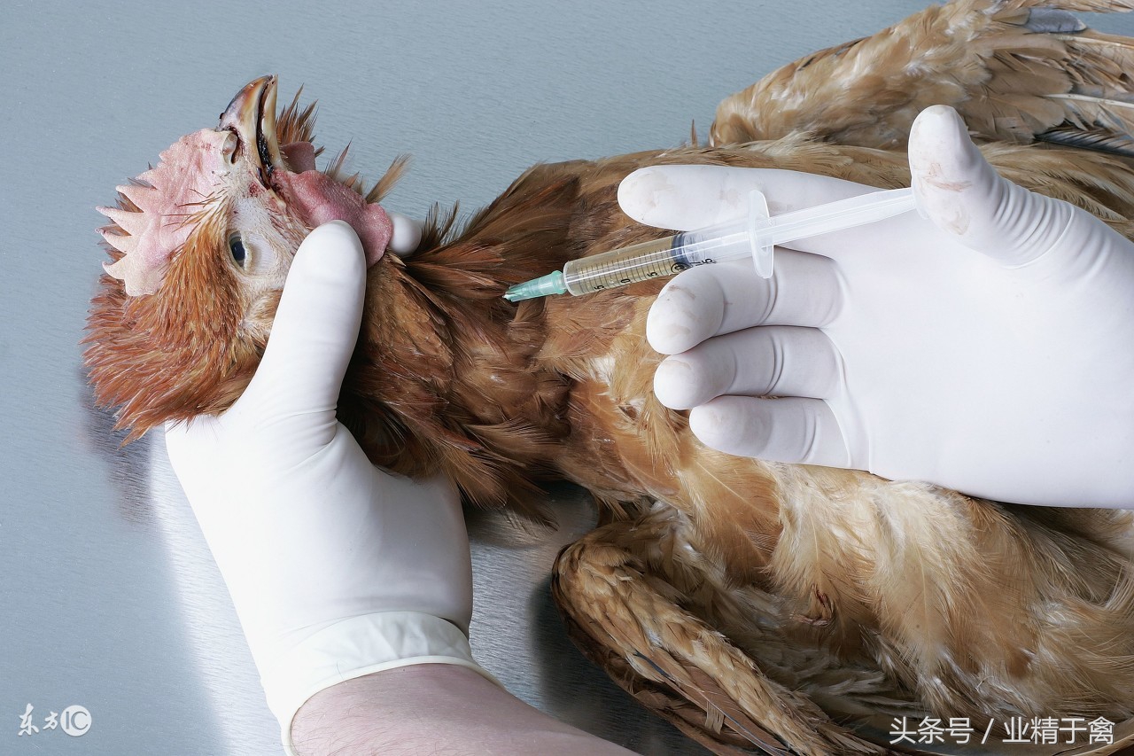 养鸡户必备基础:怎么给鸡打针?应该打哪里?本文通通教给你!