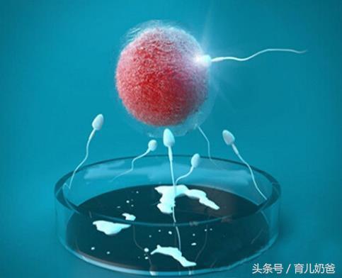 试管婴儿全过程，你做了几次才成功？试管路上不放弃的你真的伟大