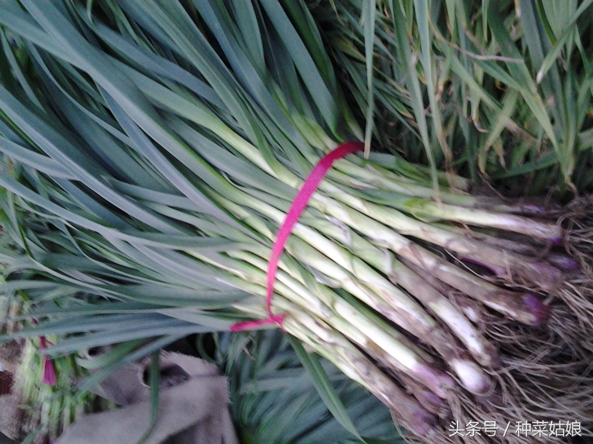 大蒜头种出来的是什么（蒜头蒜苗蒜薹蒜黄的区别是什么）