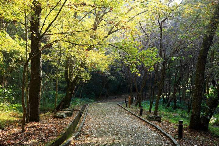 大别山国家森林步道图片