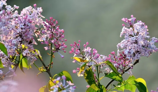 丁香花的花语与象征（详解丁香花代表的含义）