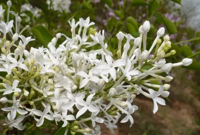 丁香花的花语与象征（详解丁香花代表的含义）