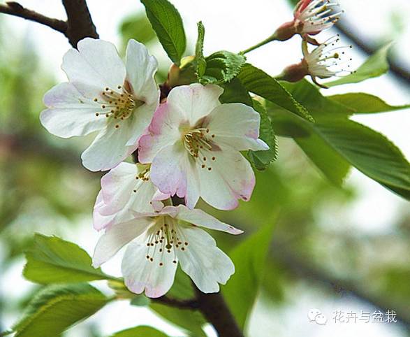 樱花品种大全，常见品种普及和辨别