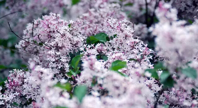 丁香花的花语与象征（详解丁香花代表的含义）