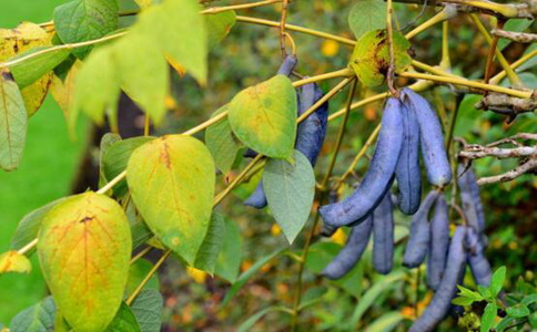猫儿屎能吃吗 猫儿屎怎么食用