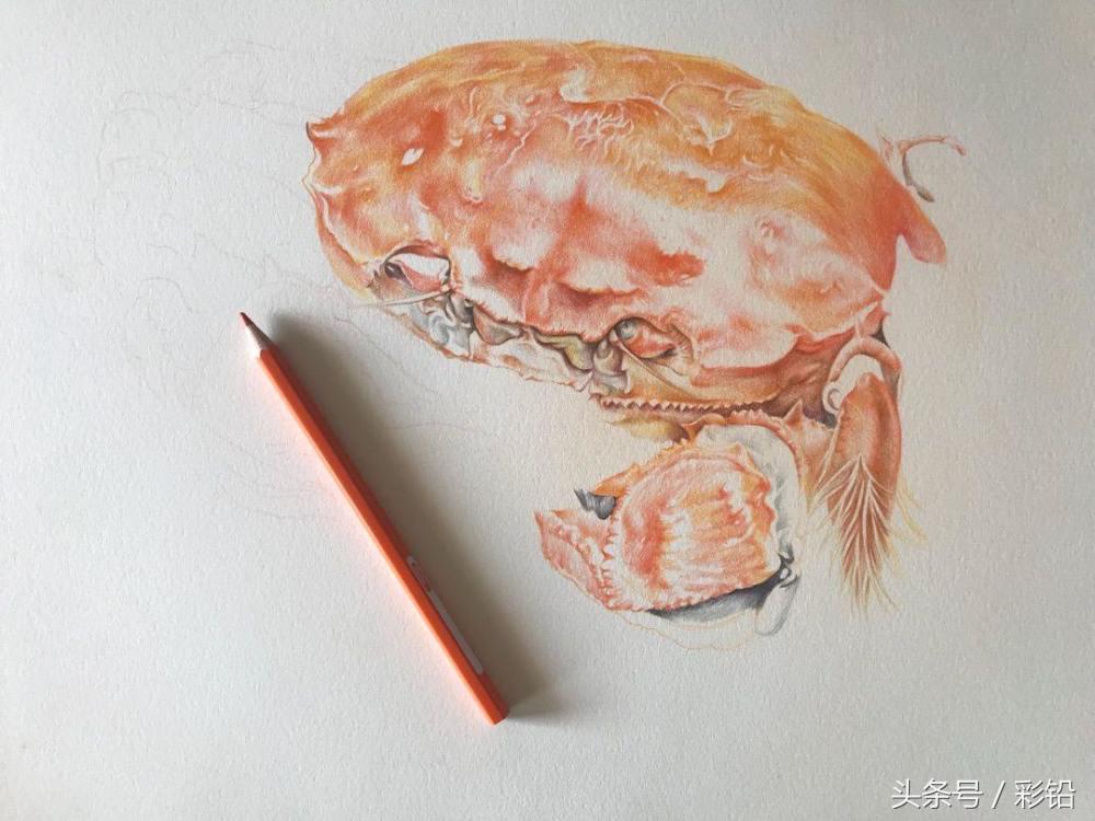 教你用彩铅画一只大螃蟹