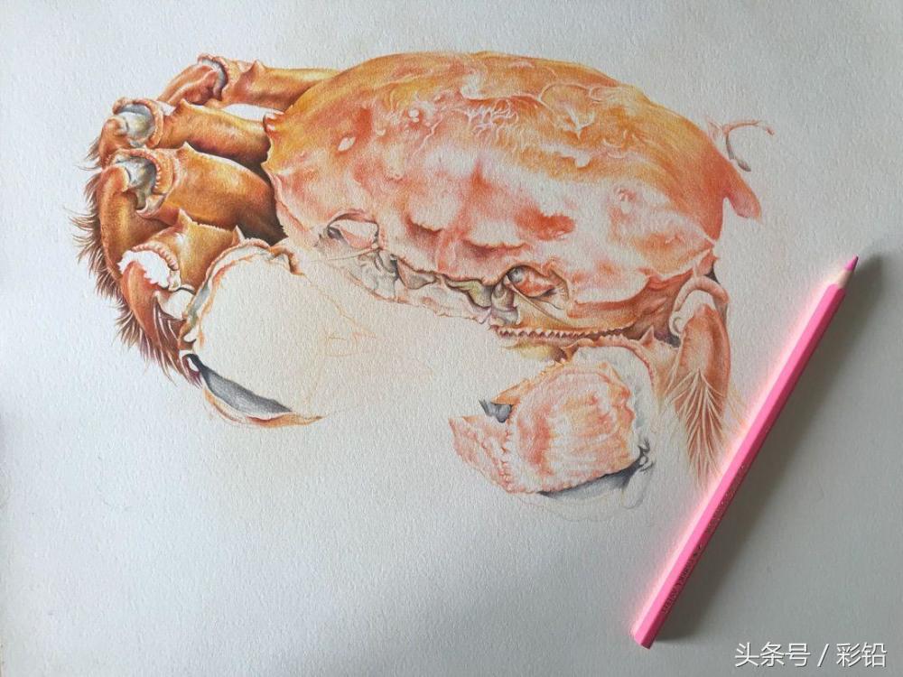 教你用彩铅画一只大螃蟹