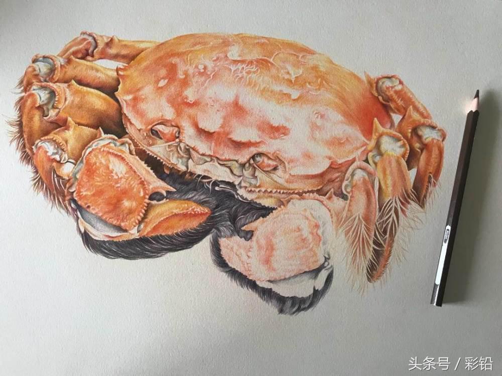 教你用彩铅画一只大螃蟹