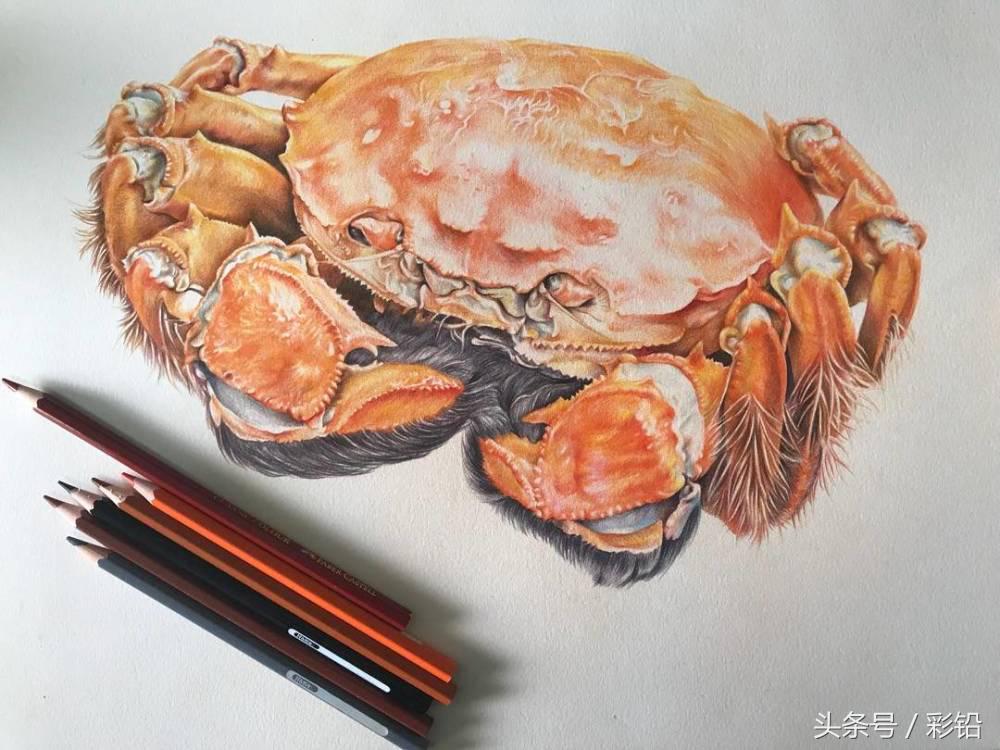 教你用彩铅画一只大螃蟹