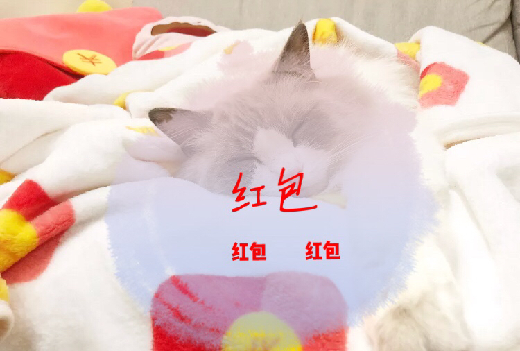 乔迁新居入伙送什么花（新居入伙 礼物）