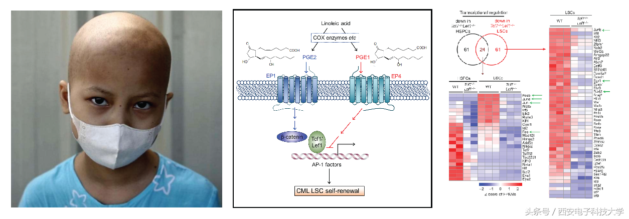 大数据挖掘+医学应用｜西电计算机学院副教授研究成果在顶级期刊TKDE和Cell子刊发表