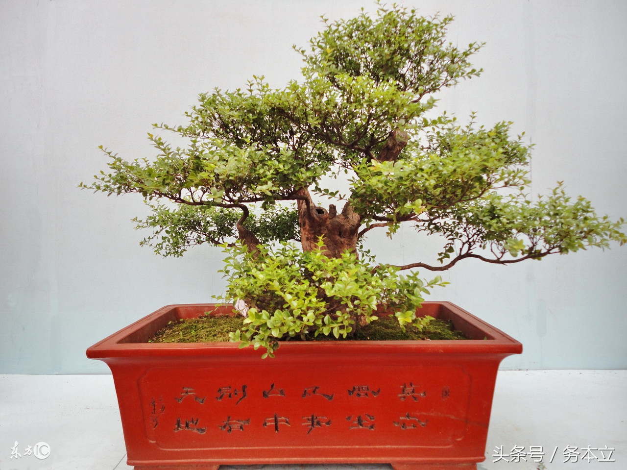 赤楠盆景图片(家庭养花) - 赤虎壹号