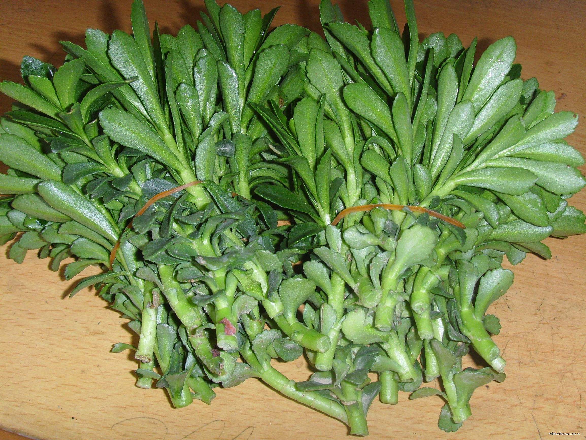 养心菜的功效与作用(盆栽几棵养心菜) - 行就行