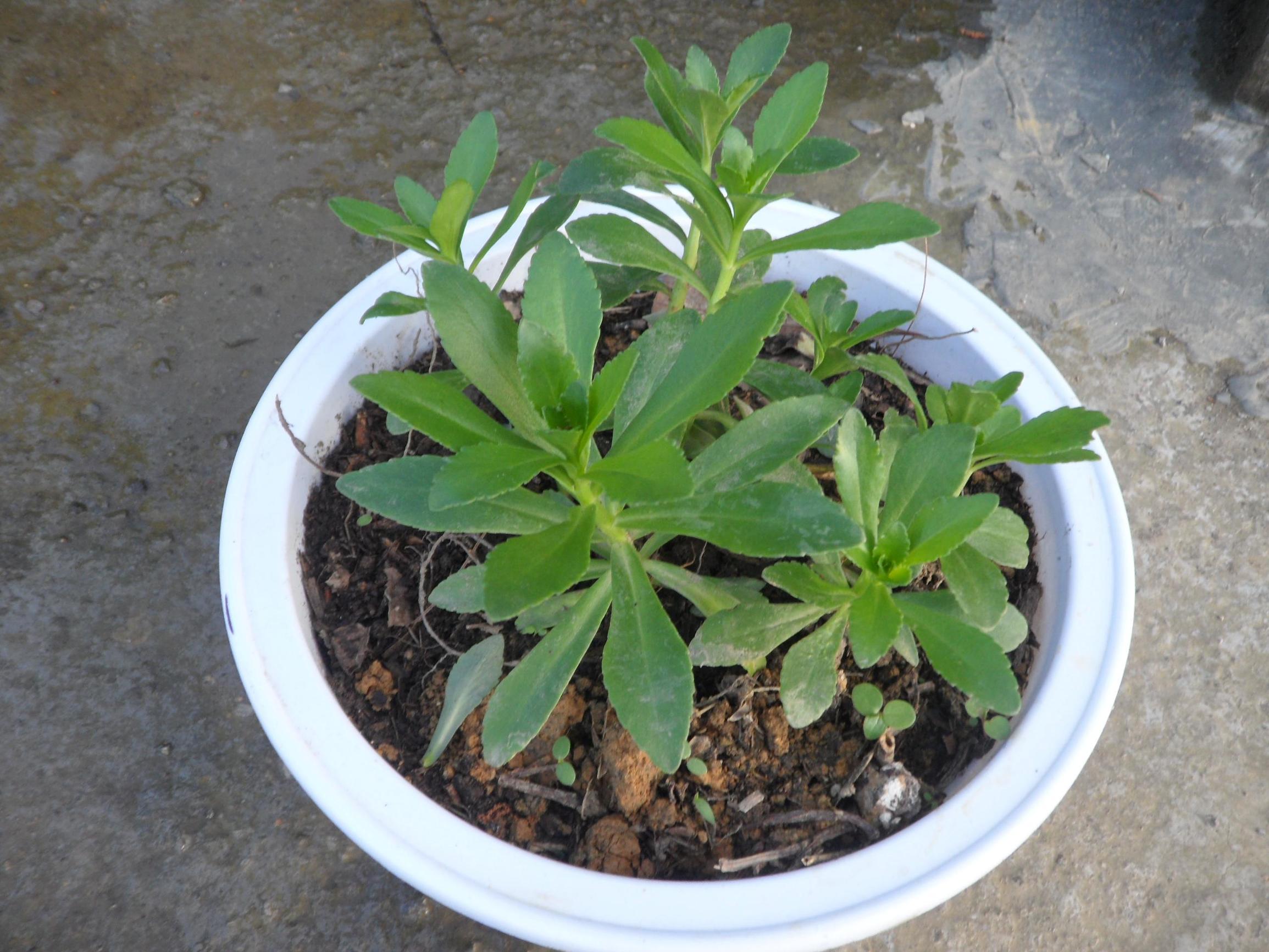 盆栽几棵养心菜,家里有高血压的朋友可以常吃,改善睡眠对心脏好