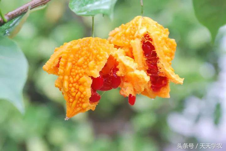 世界10大奇异水果，认识一半算你厉害！