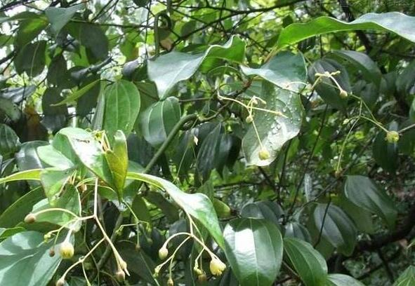 青藤的功效与作用(青风藤具有什么样的功效以及作用)